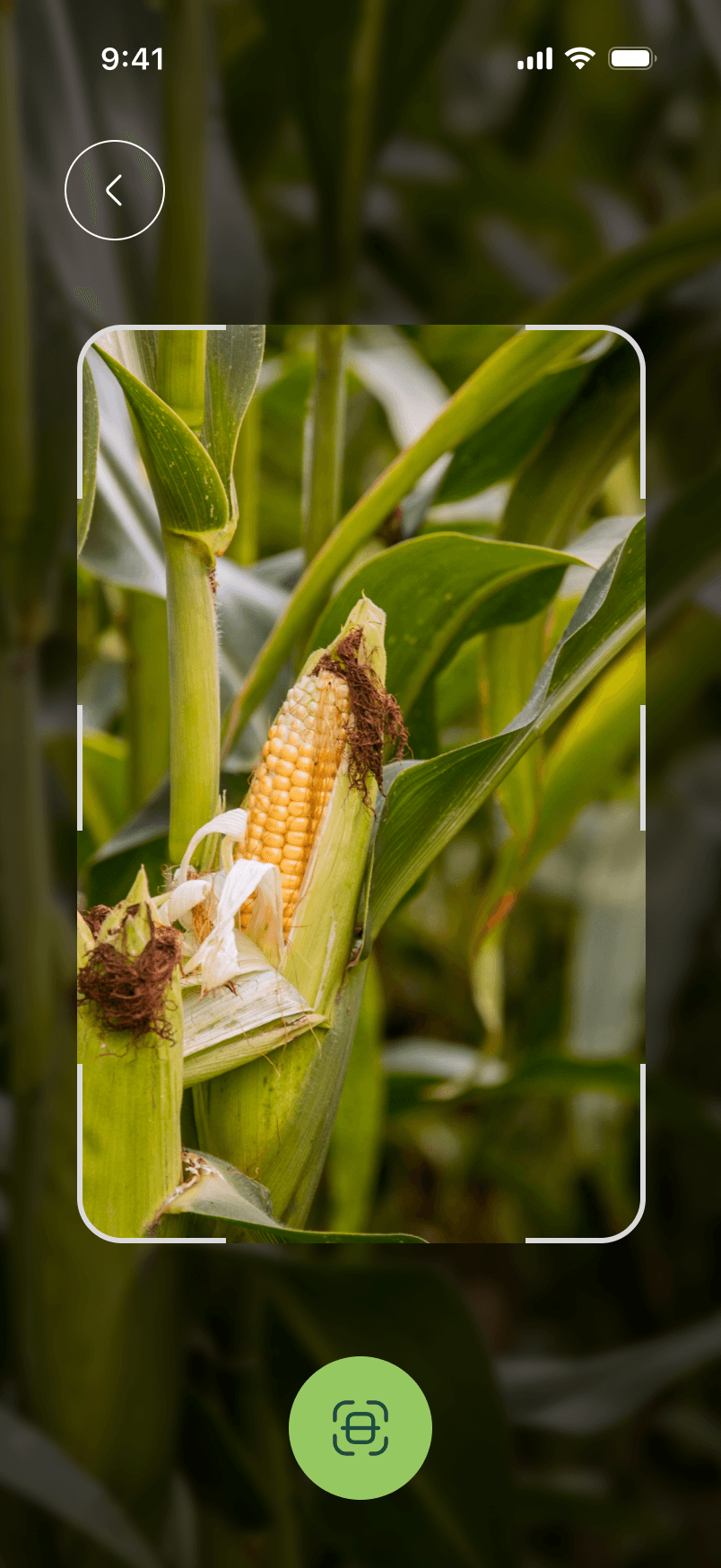 Agrosense AI Crop Scanning